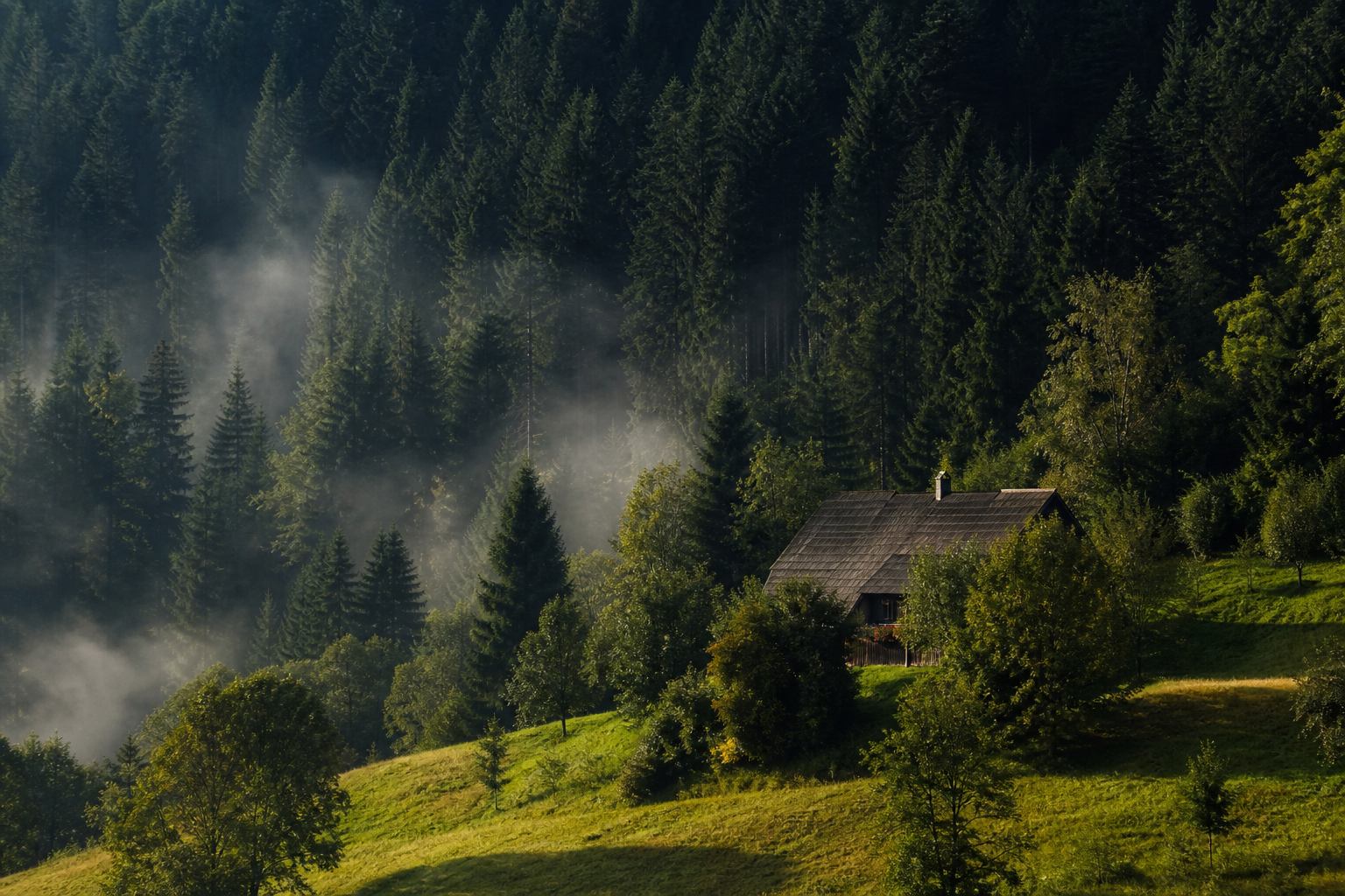 Schwarzwald mit Waldhängen und Lichtungen